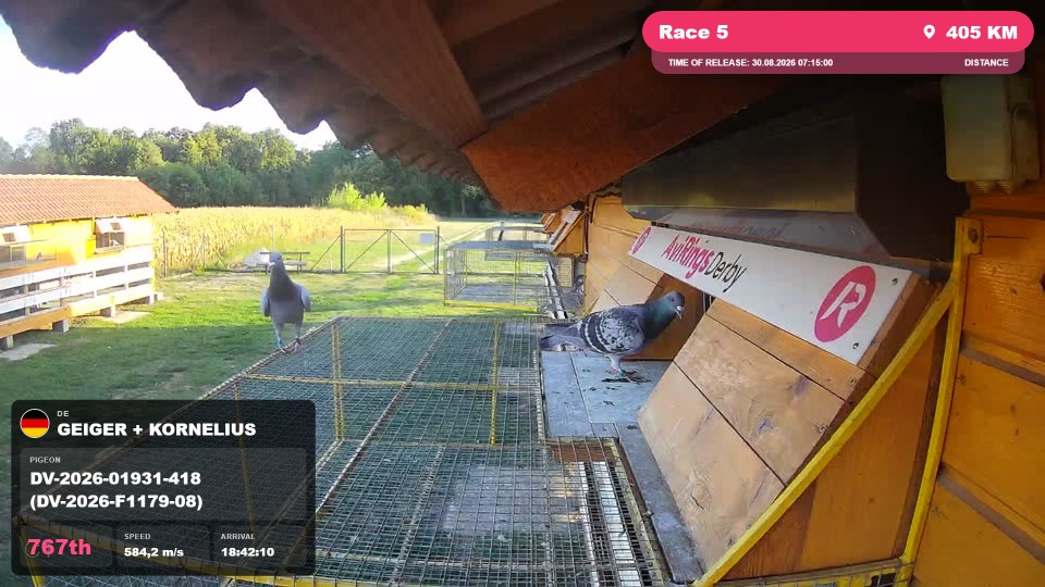Pigeon Arrival Image For Race Race 5