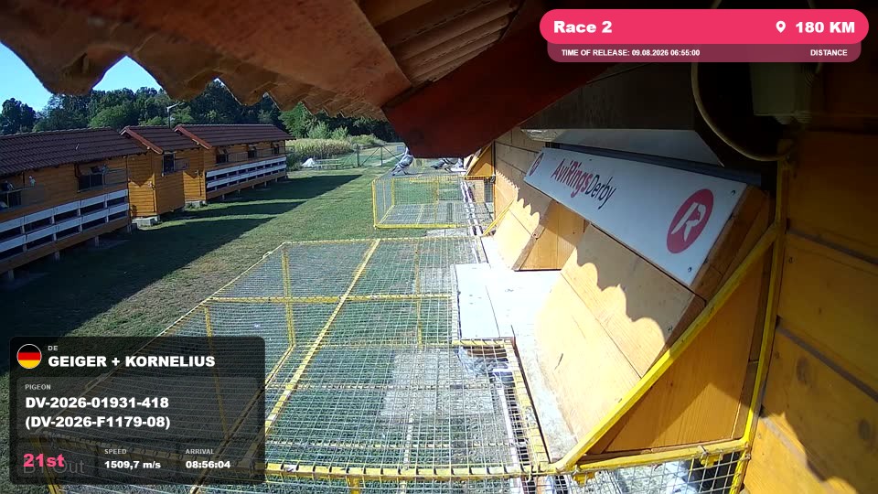 Pigeon Arrival Image For Race Race 2