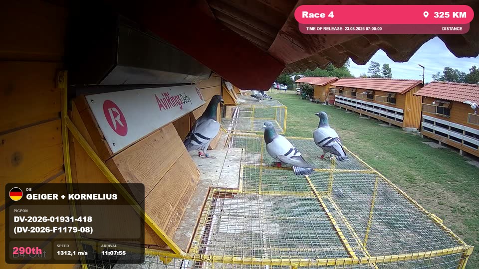 Pigeon Arrival Image For Race Race 4