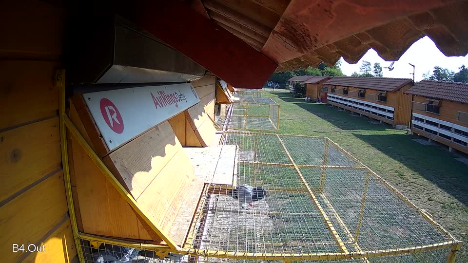 Pigeon Arrival Image For Race Race 1