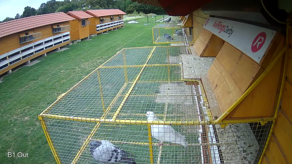 Pigeon Arrival Image For Race Race 6