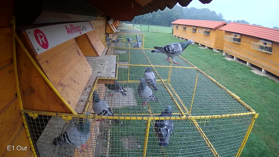 Pigeon Arrival Image For Race Final race 1