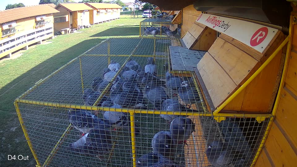 Pigeon Arrival Image For Race Race 4