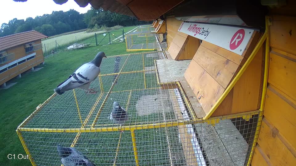 Pigeon Arrival Image For Race Final race 1