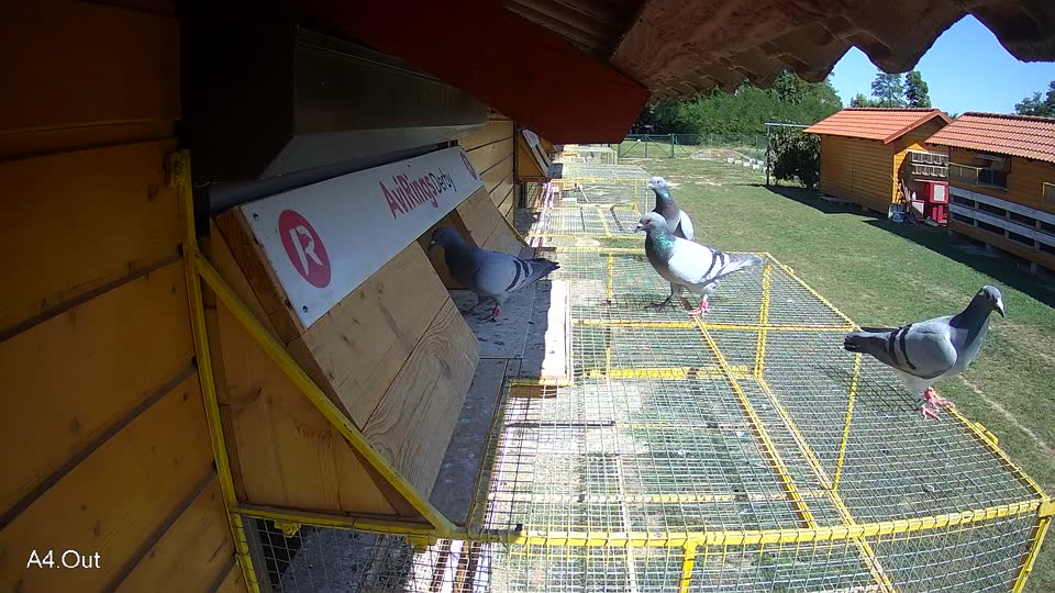 Pigeon Arrival Image For Race Race 5