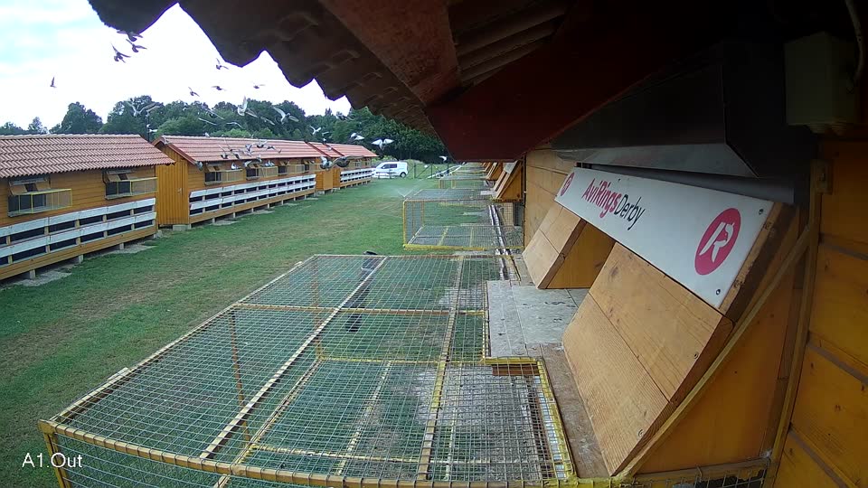 Pigeon Arrival Image For Race Race 3