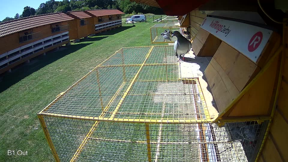 Pigeon Arrival Image For Race Race 2
