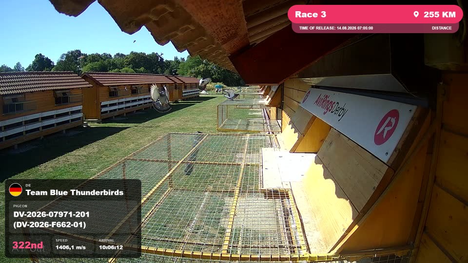 Pigeon Arrival Image For Race Race 3