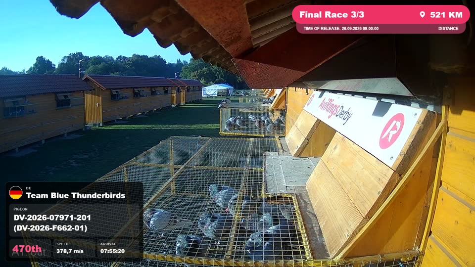 Pigeon Arrival Image For Race Final Race 3/3