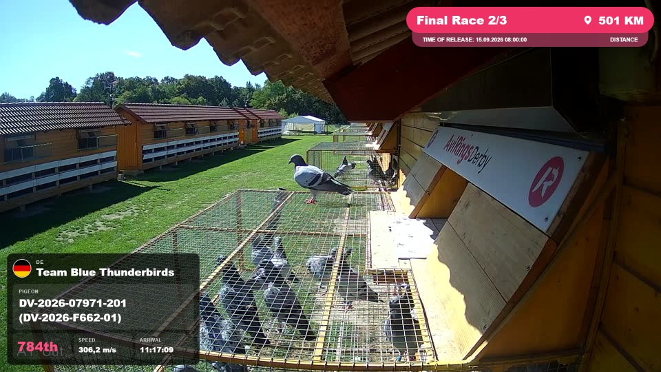 Pigeon Arrival Image For Race Final Race 2/3