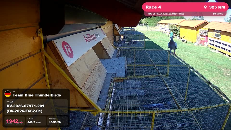 Pigeon Arrival Image For Race Race 4