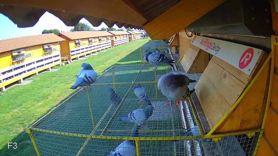 Pigeon Arrival Image For Race Race 1