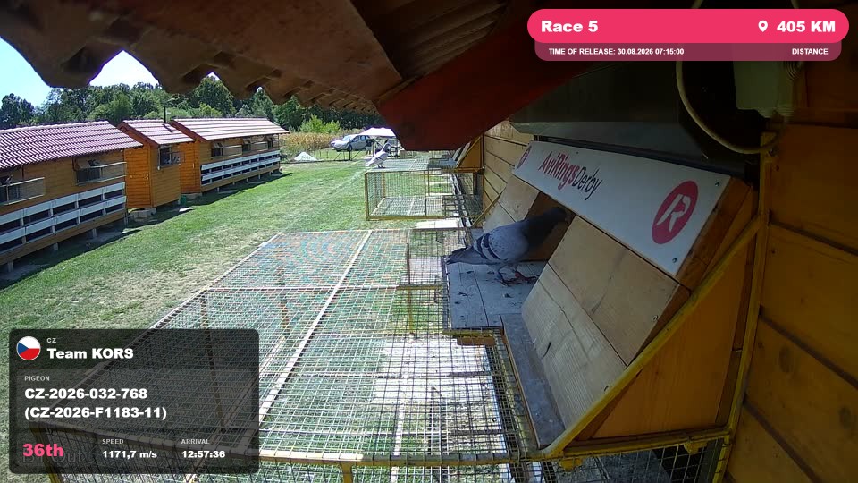 Pigeon Arrival Image For Race Race 5
