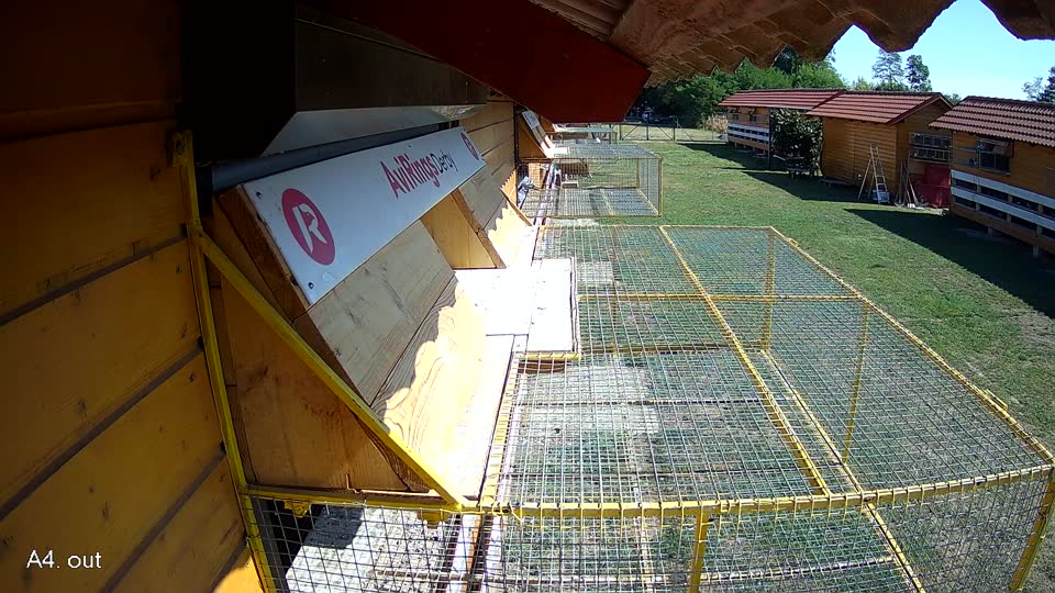 Pigeon Arrival Image For Race Race 2