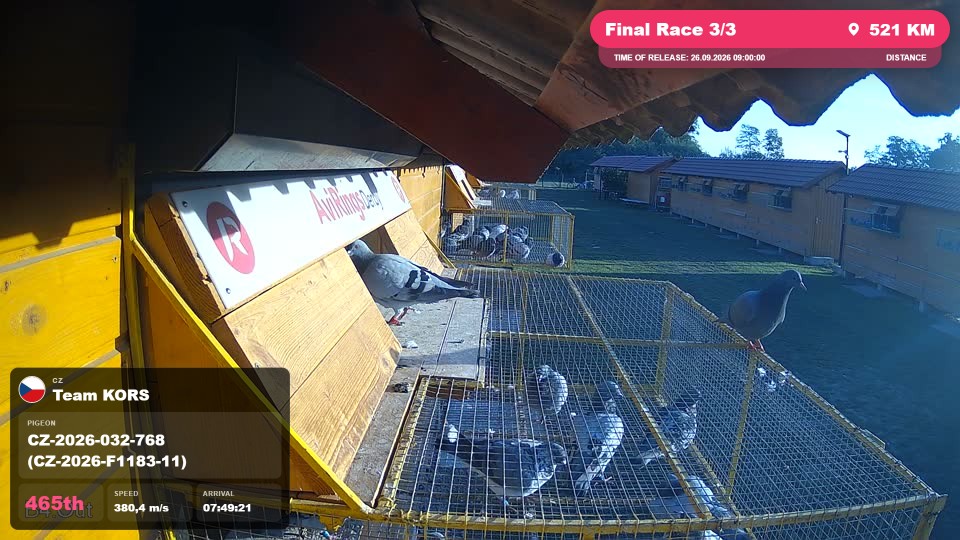Pigeon Arrival Image For Race Final Race 3/3