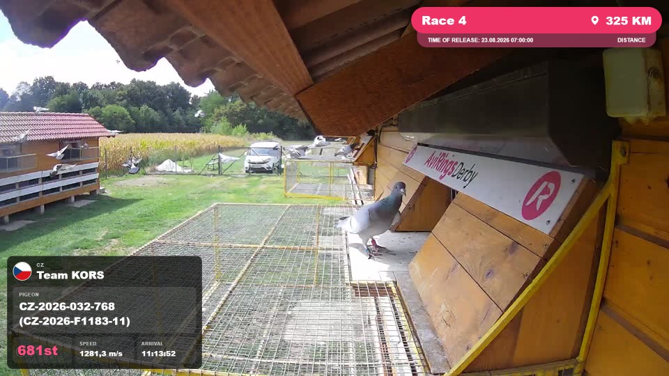 Pigeon Arrival Image For Race Race 4