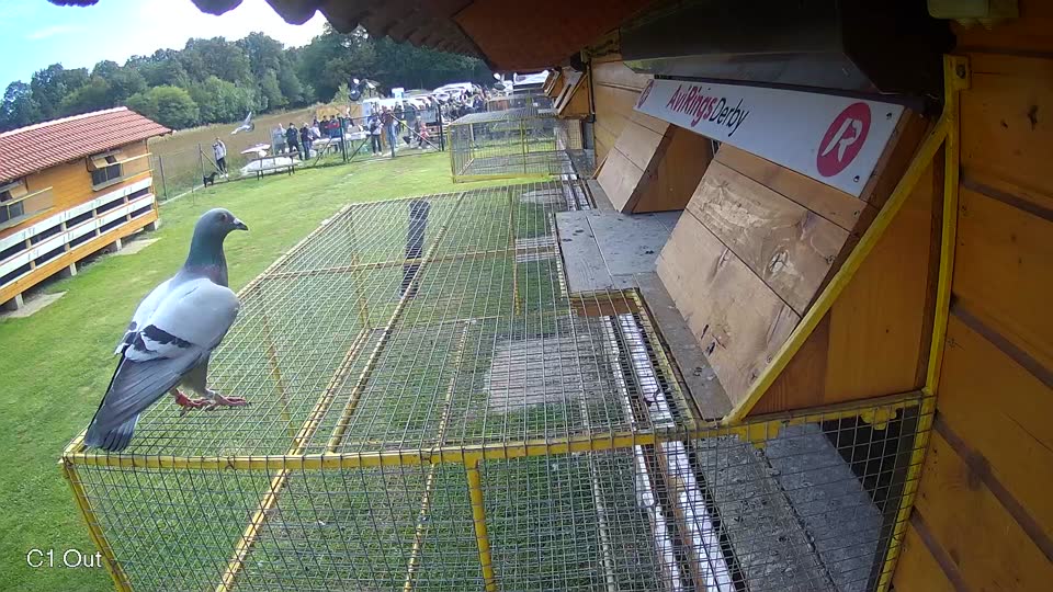 Pigeon Arrival Image For Race Final race 3
