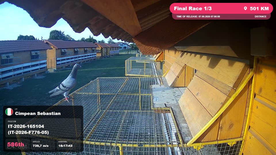 Pigeon Arrival Image For Race Final Race 1/3