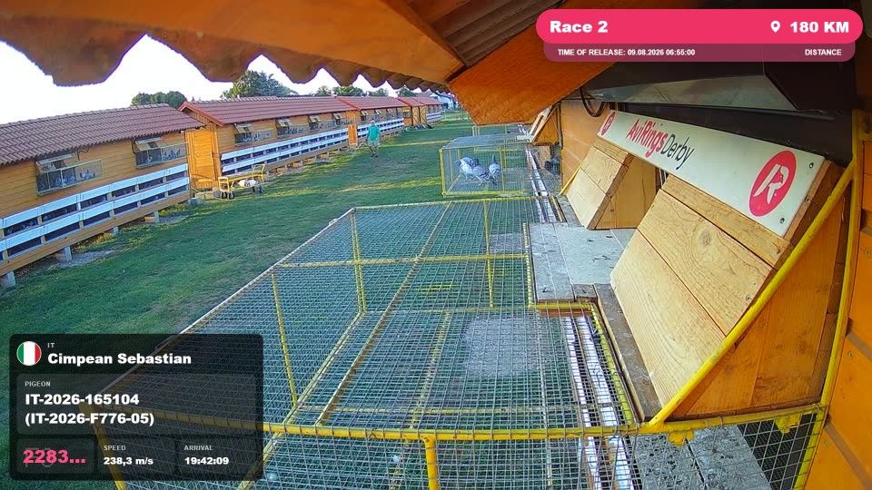 Pigeon Arrival Image For Race Race 2