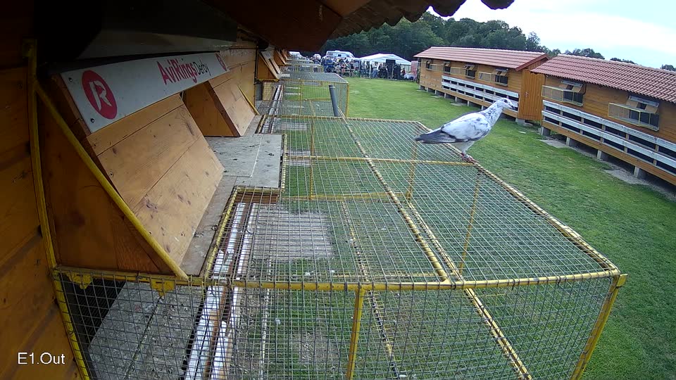Pigeon Arrival Image For Race Final race 3