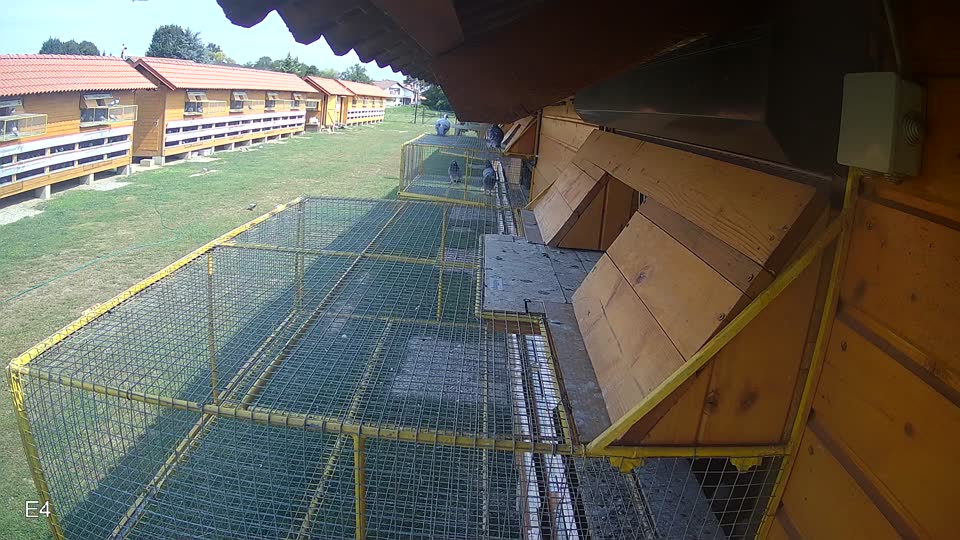 Pigeon Arrival Image For Race Race 3