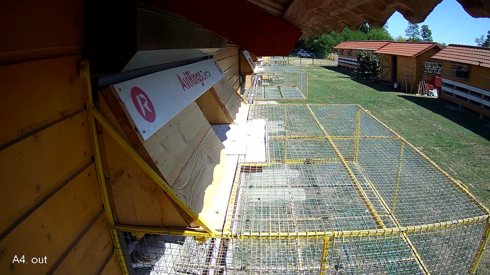 Pigeon Arrival Image For Race Race 3