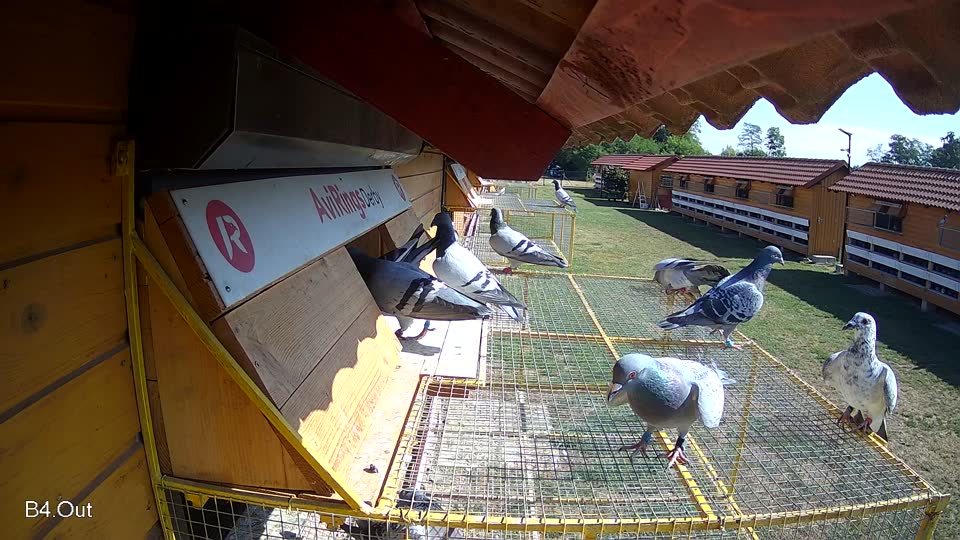 Pigeon Arrival Image For Race Race 2