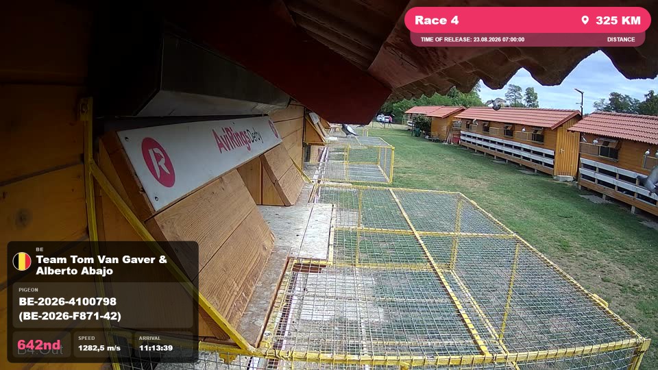 Pigeon Arrival Image For Race Race 4