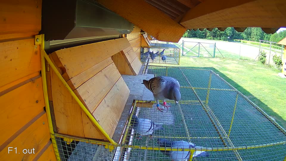Pigeon Arrival Image For Race Race 1