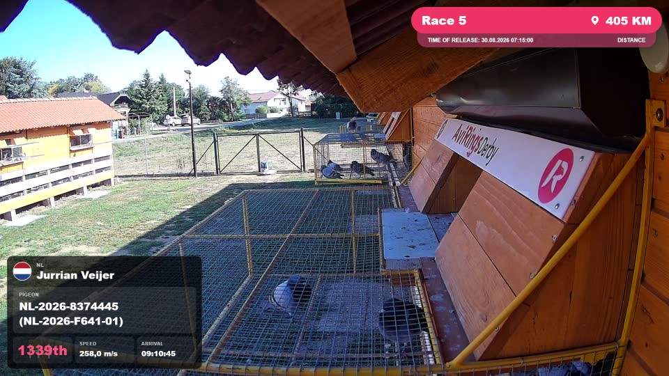 Pigeon Arrival Image For Race Race 5