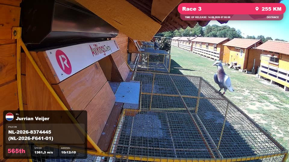 Pigeon Arrival Image For Race Race 3