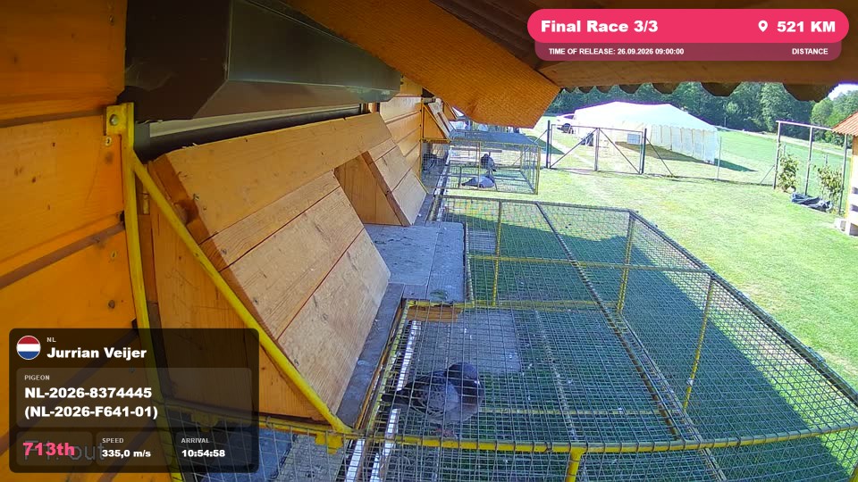 Pigeon Arrival Image For Race Final Race 3/3