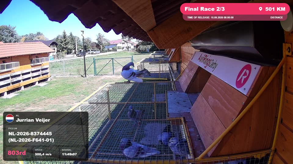 Pigeon Arrival Image For Race Final Race 2/3