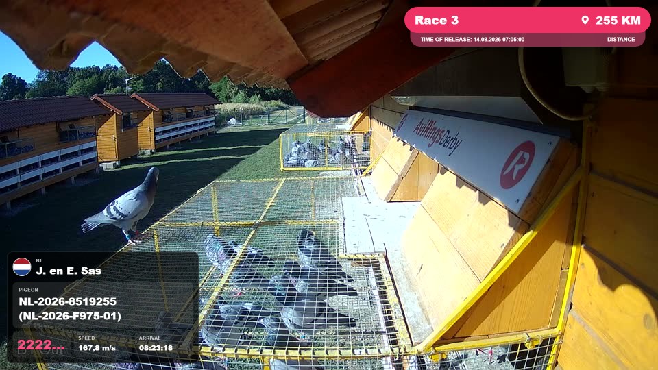 Pigeon Arrival Image For Race Race 3