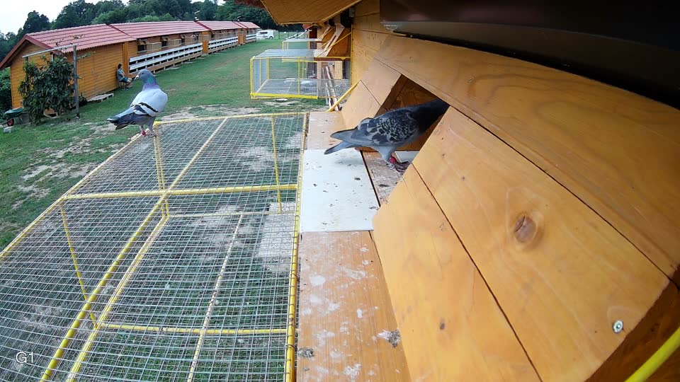 Pigeon Arrival Image For Race Race 3