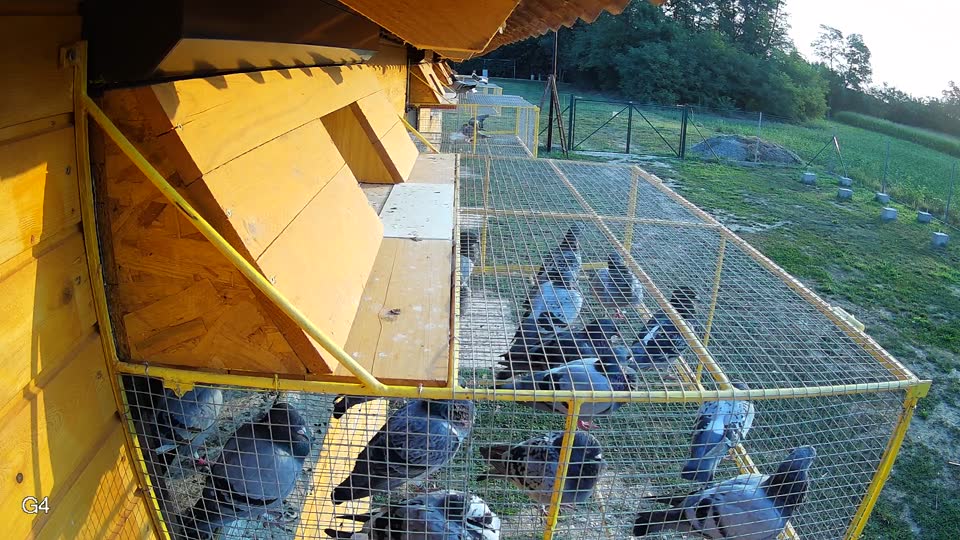 Pigeon Arrival Image For Race Race 4