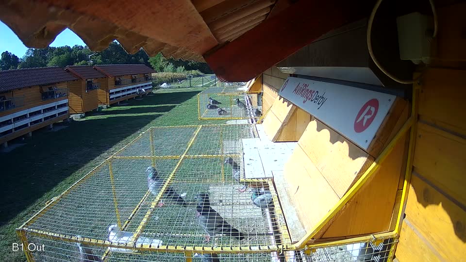 Pigeon Arrival Image For Race Race 5