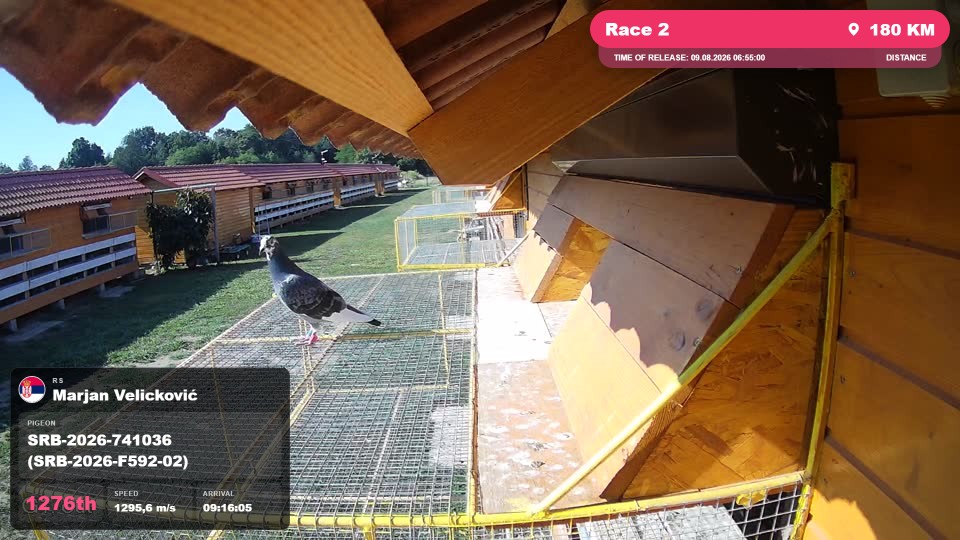 Pigeon Arrival Image For Race Race 2