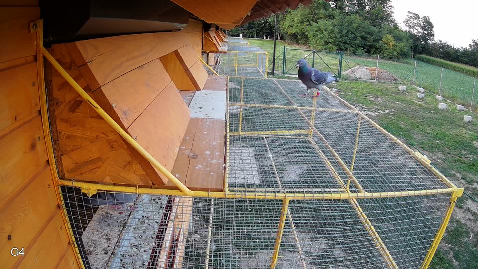 Pigeon Arrival Image For Race Race 3