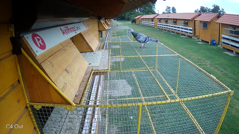Pigeon Arrival Image For Race Race 3