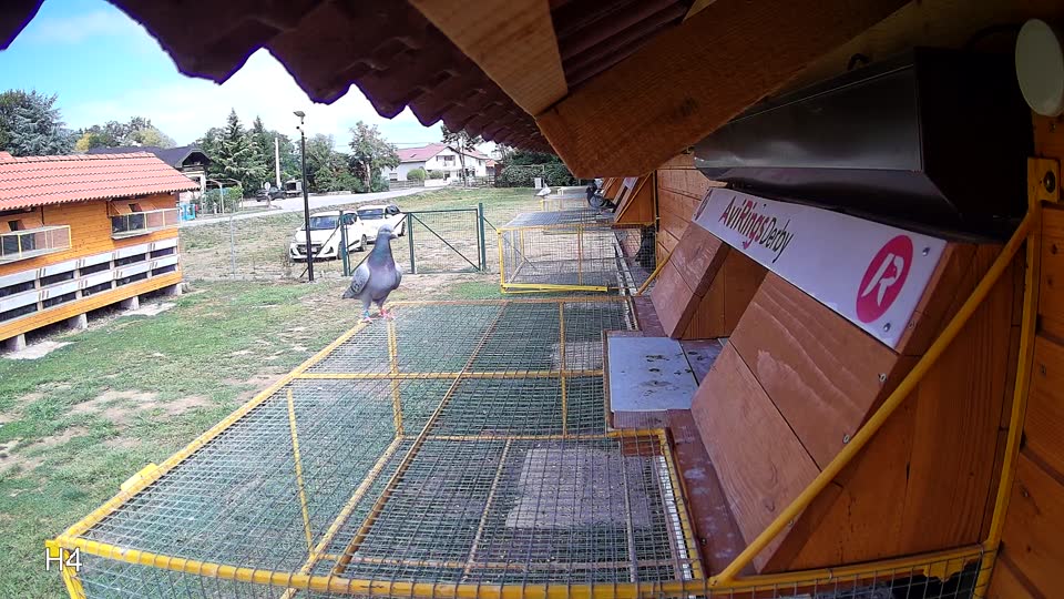 Pigeon Arrival Image For Race Race 4