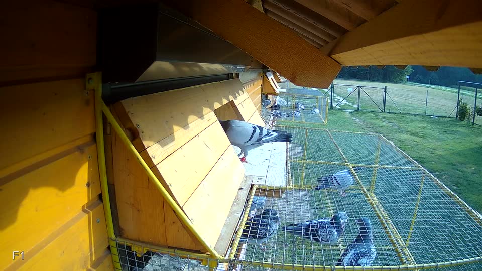 Pigeon Arrival Image For Race Race 4