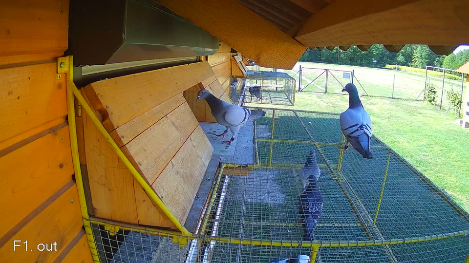 Pigeon Arrival Image For Race Race 5
