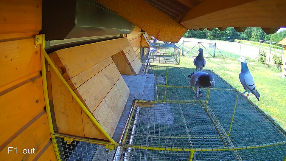 Pigeon Arrival Image For Race Race 2