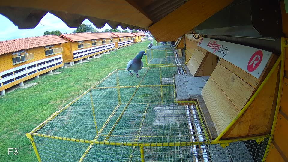 Pigeon Arrival Image For Race Race 4