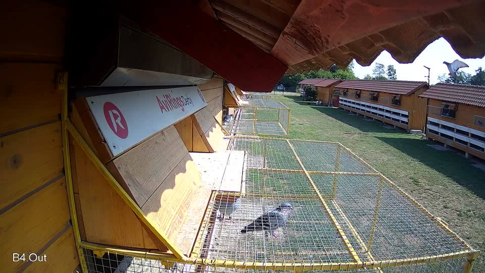 Pigeon Arrival Image For Race Race 1