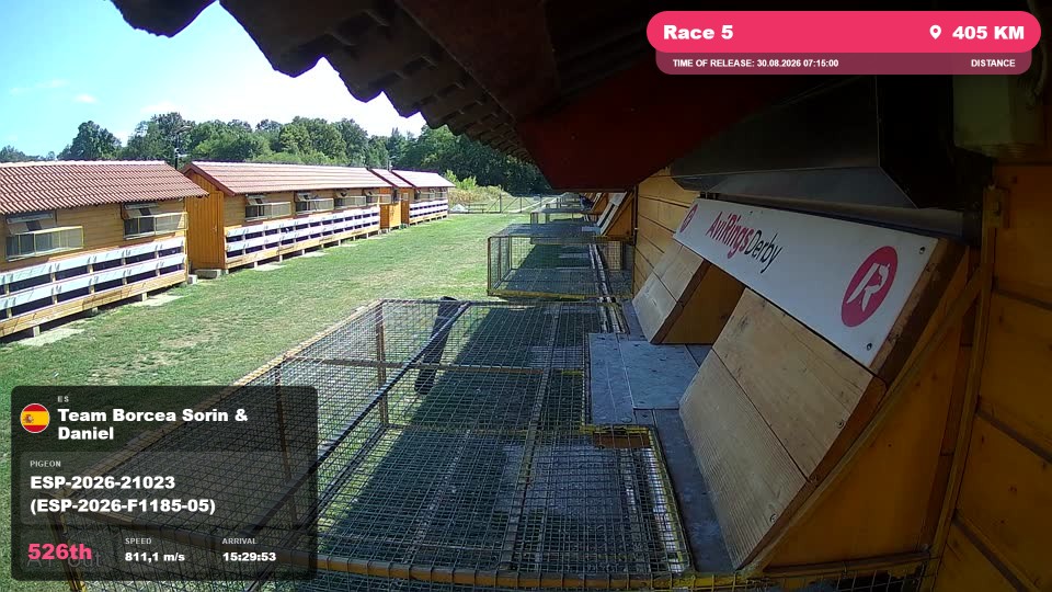 Pigeon Arrival Image For Race Race 5