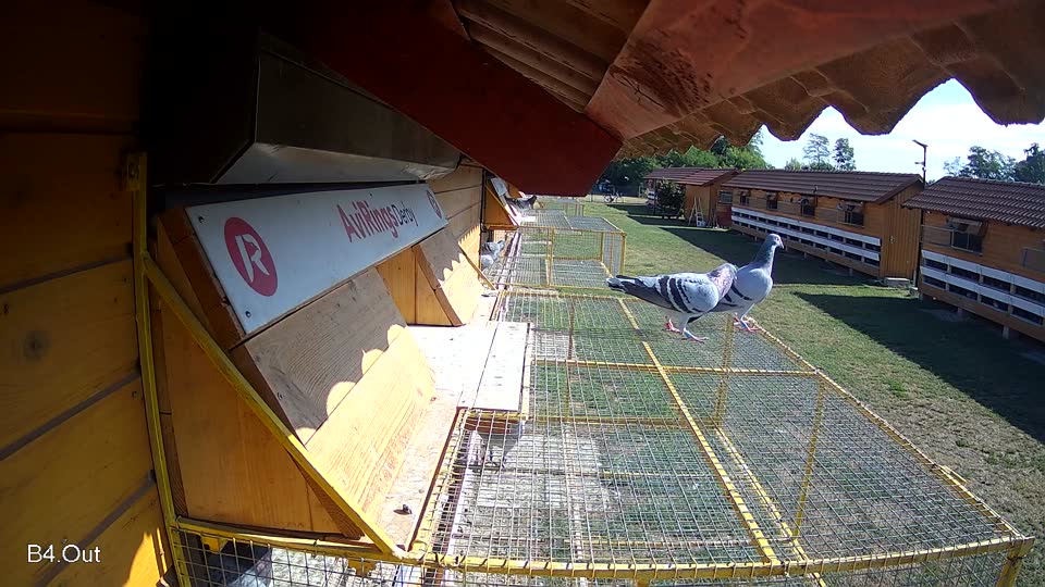 Pigeon Arrival Image For Race Race 2