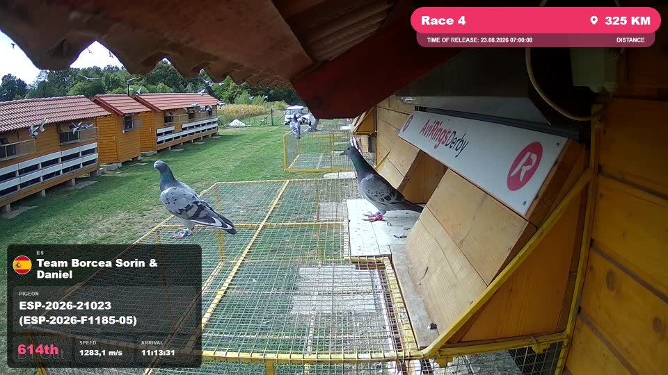 Pigeon Arrival Image For Race Race 4