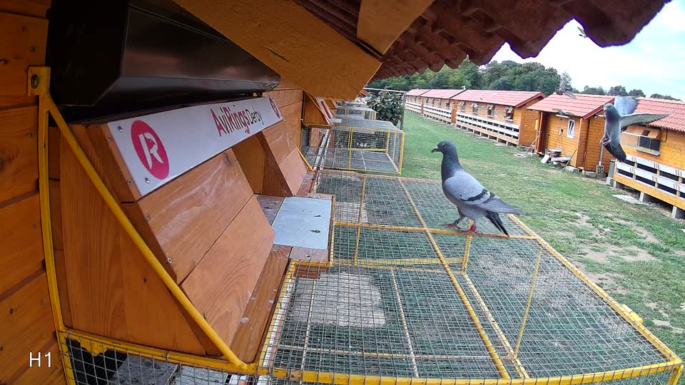 Pigeon Arrival Image For Race Race 4
